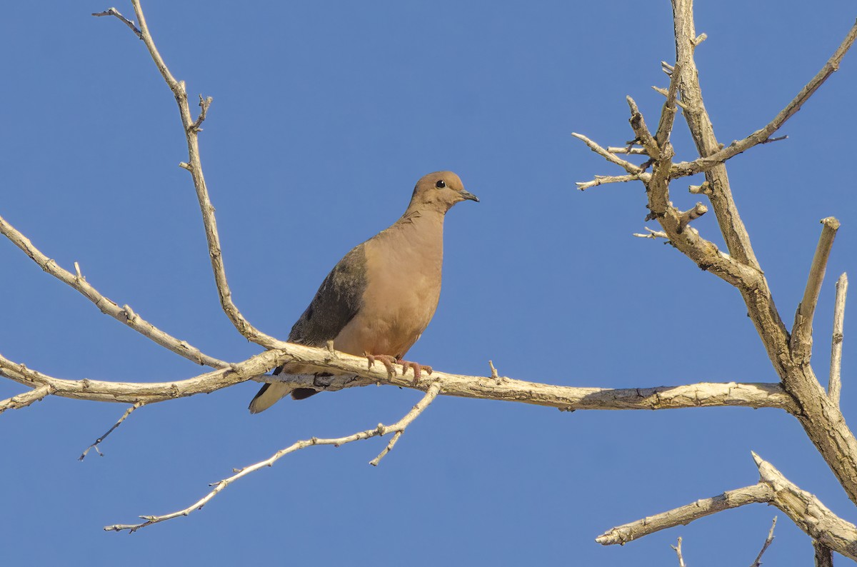 Eared Dove - ML622477234