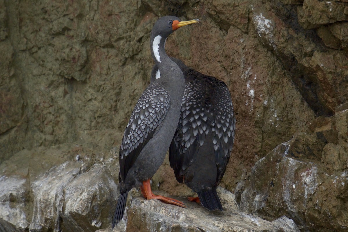 Red-legged Cormorant - Mark Wilson