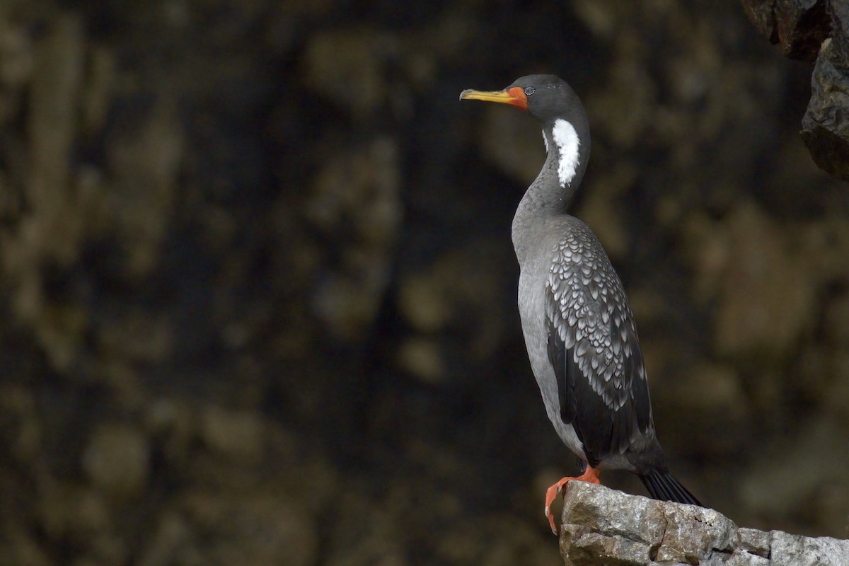 Red-legged Cormorant - ML622477240