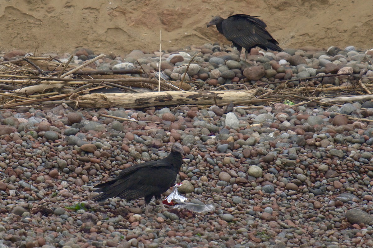 Turkey Vulture - ML622477266