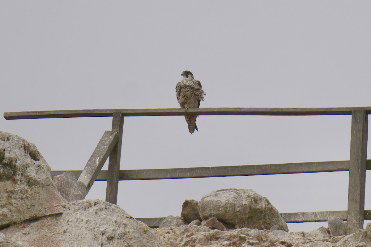 Peregrine Falcon - ML622477285