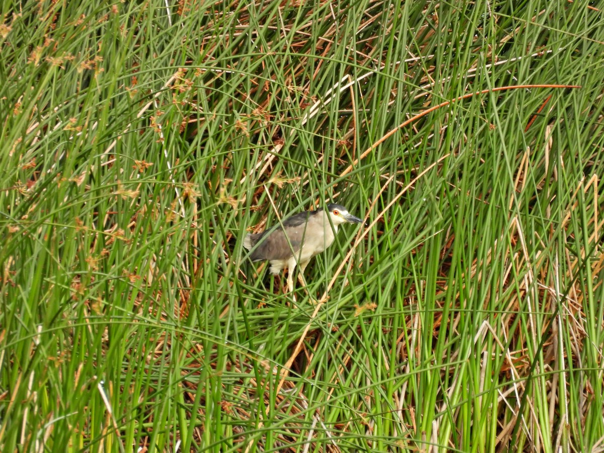 Black-crowned Night Heron - ML622477301