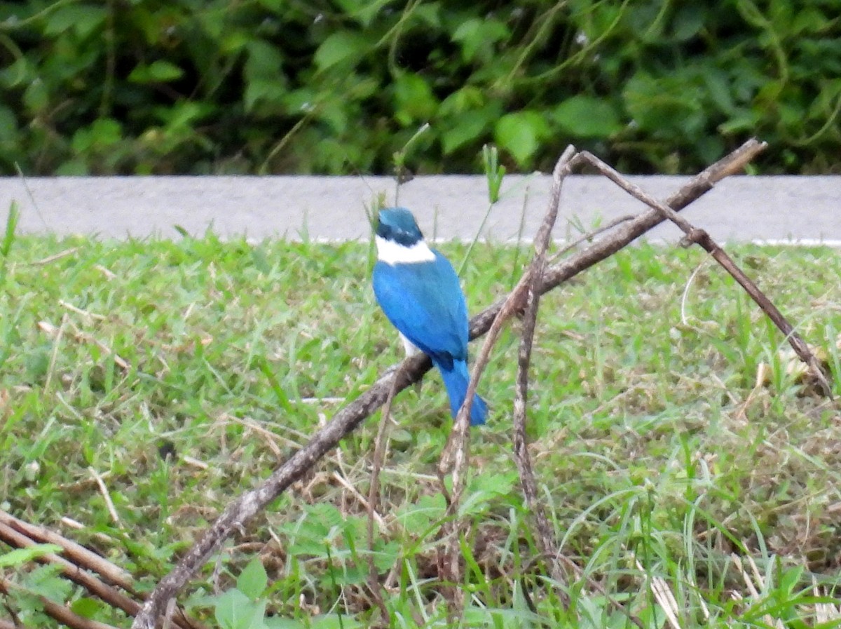 Collared Kingfisher (Collared) - ML622477304