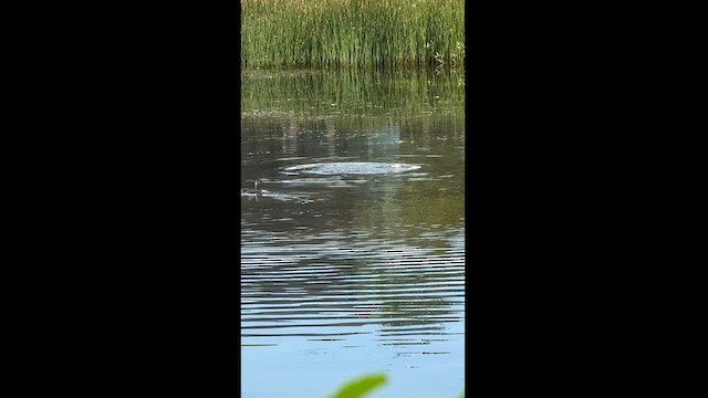 Pied-billed Grebe - ML622477460