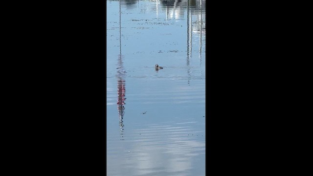 Pied-billed Grebe - ML622477461