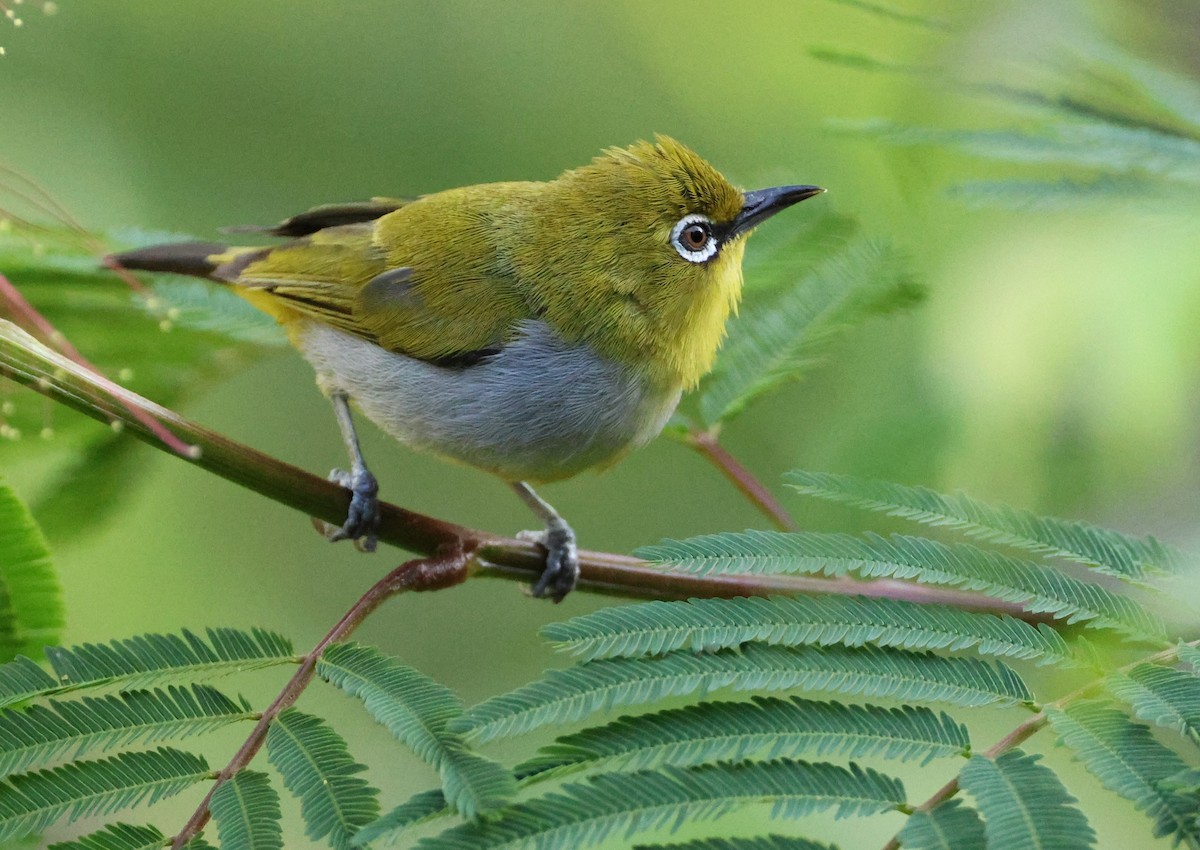 Black-capped White-eye - ML622477469