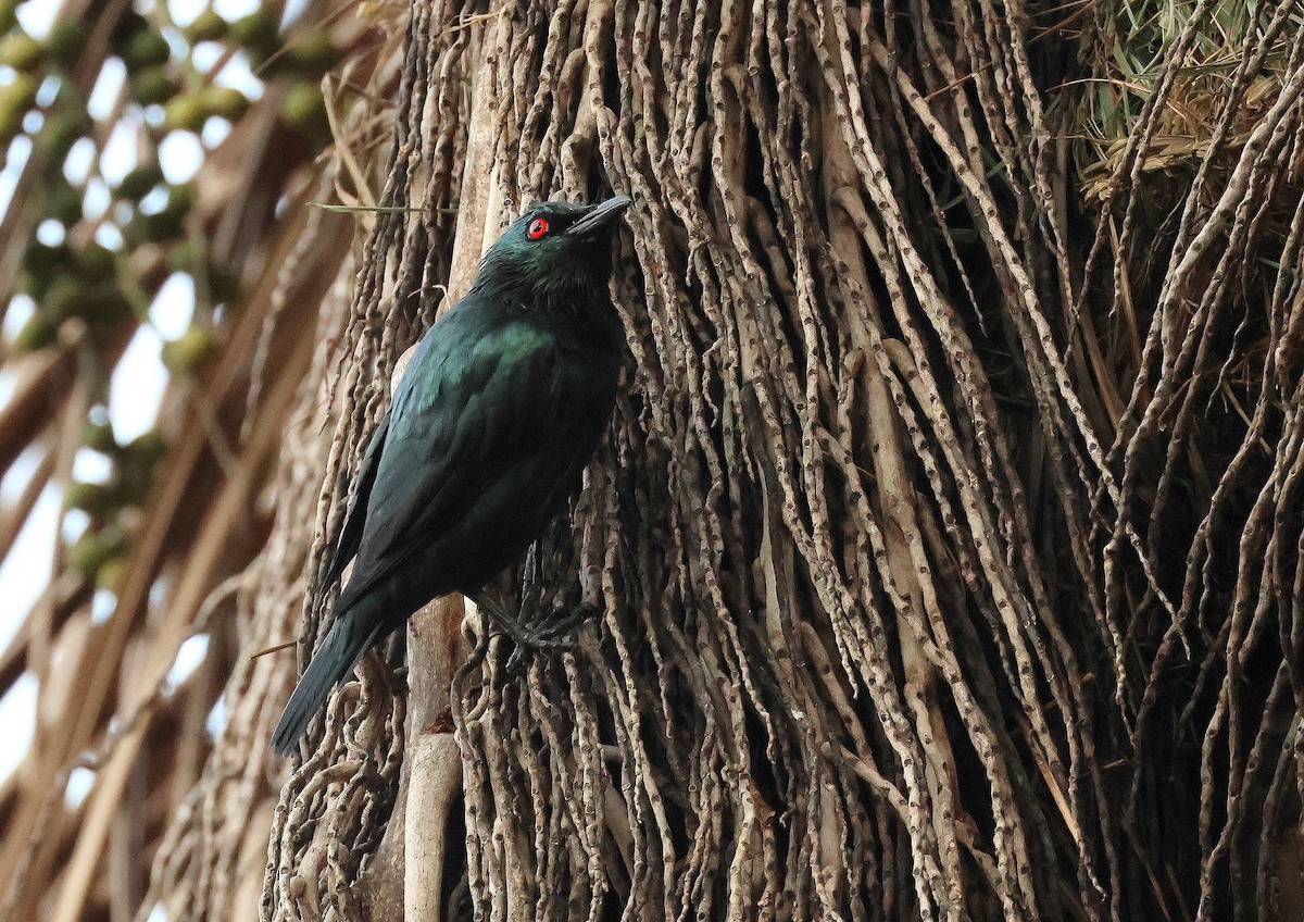 Asian Glossy Starling - ML622477484