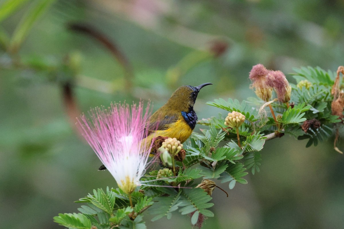 Ornate Sunbird - ML622477490