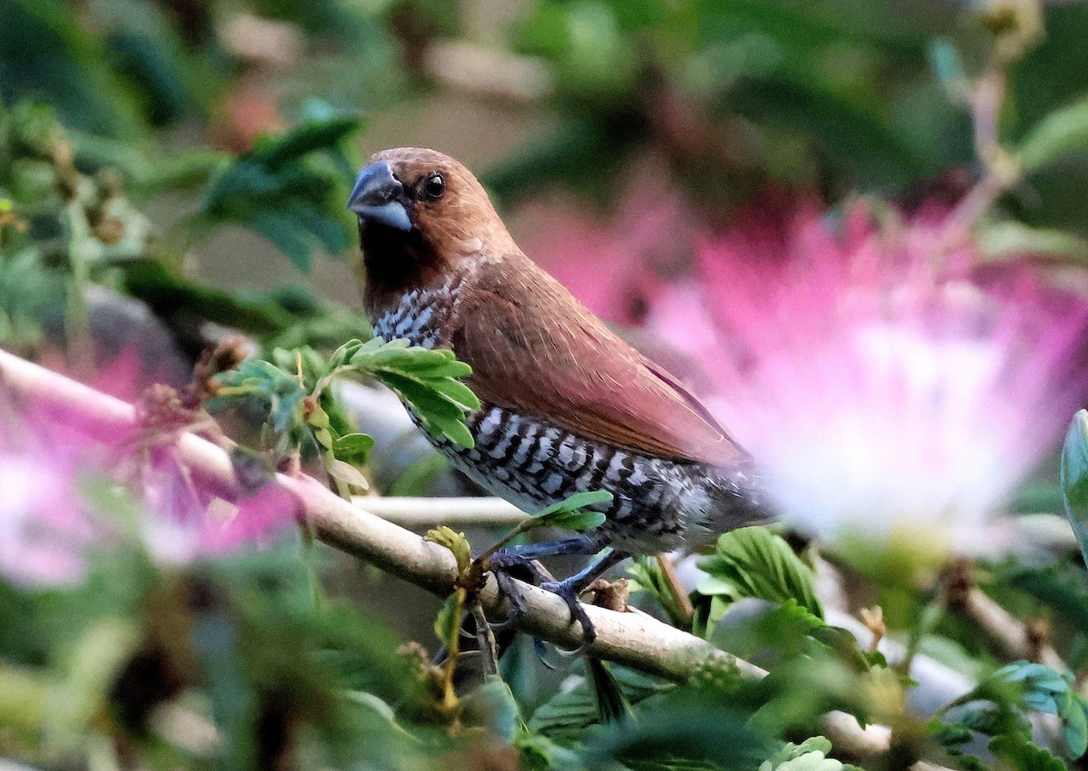 Scaly-breasted Munia - ML622477493