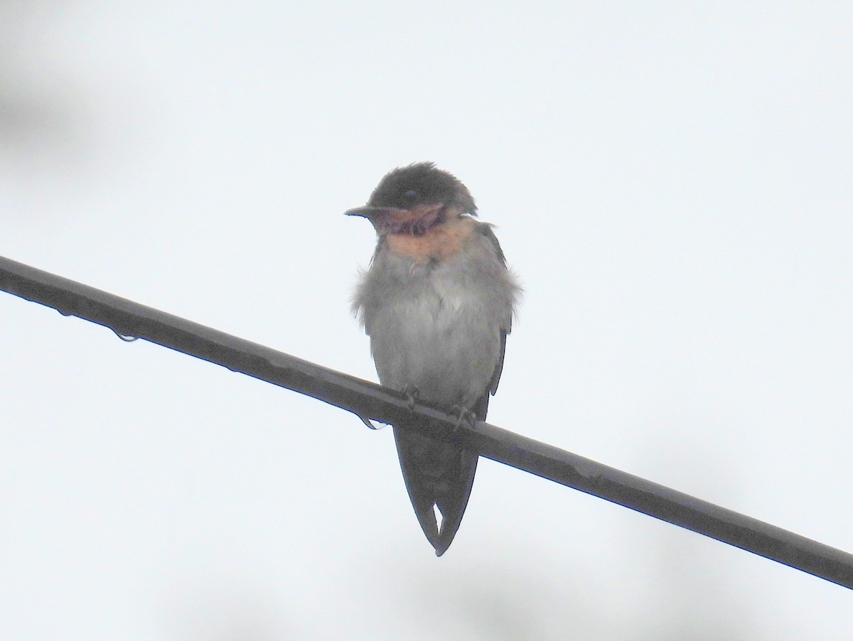 Pacific Swallow (Pacific) - ML622477506