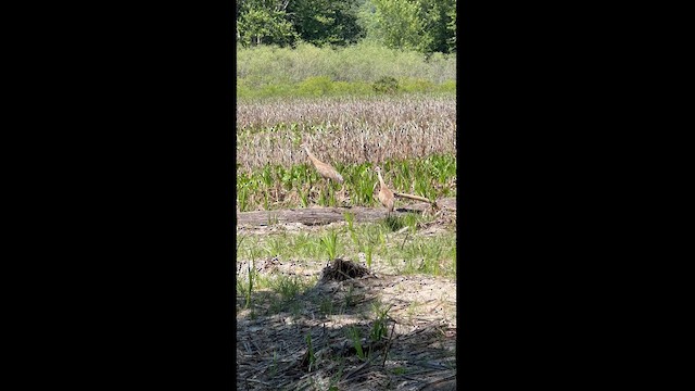 Sandhill Crane - ML622477535