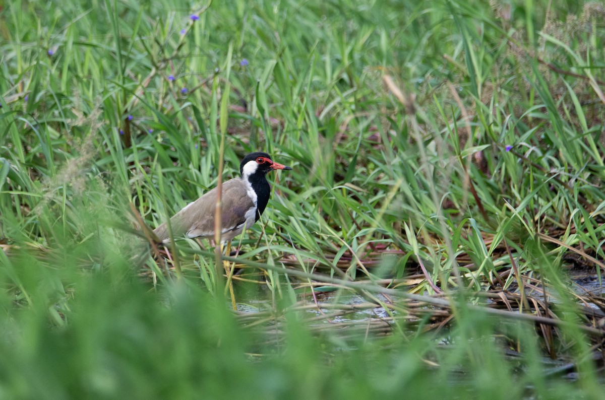 Red-wattled Lapwing - ML622477536