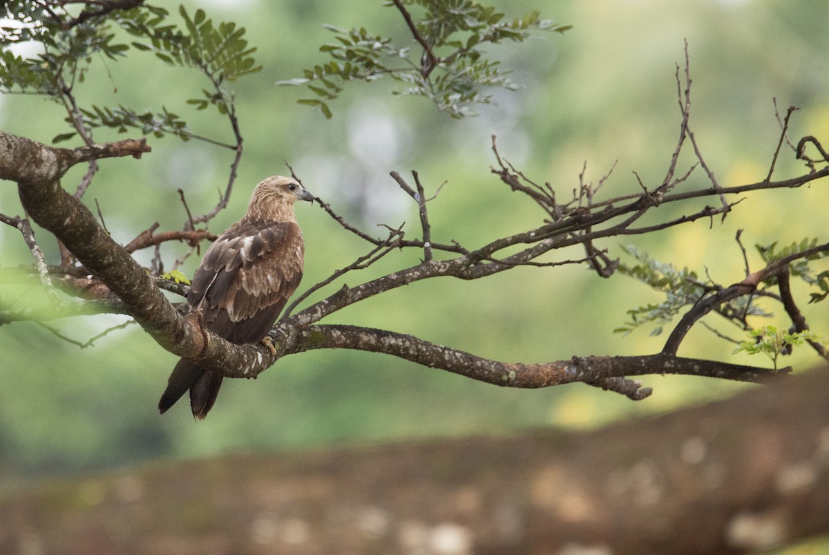 Brahminy Kite - ML622477574