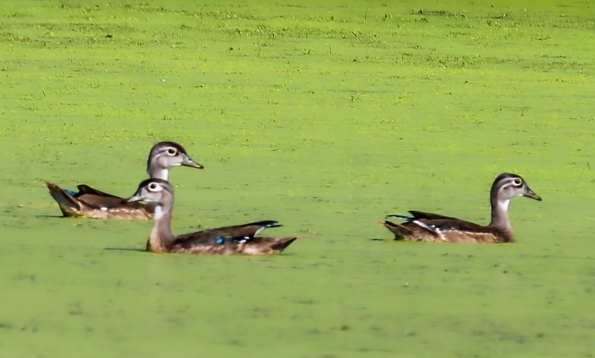 Wood Duck - ML622477582