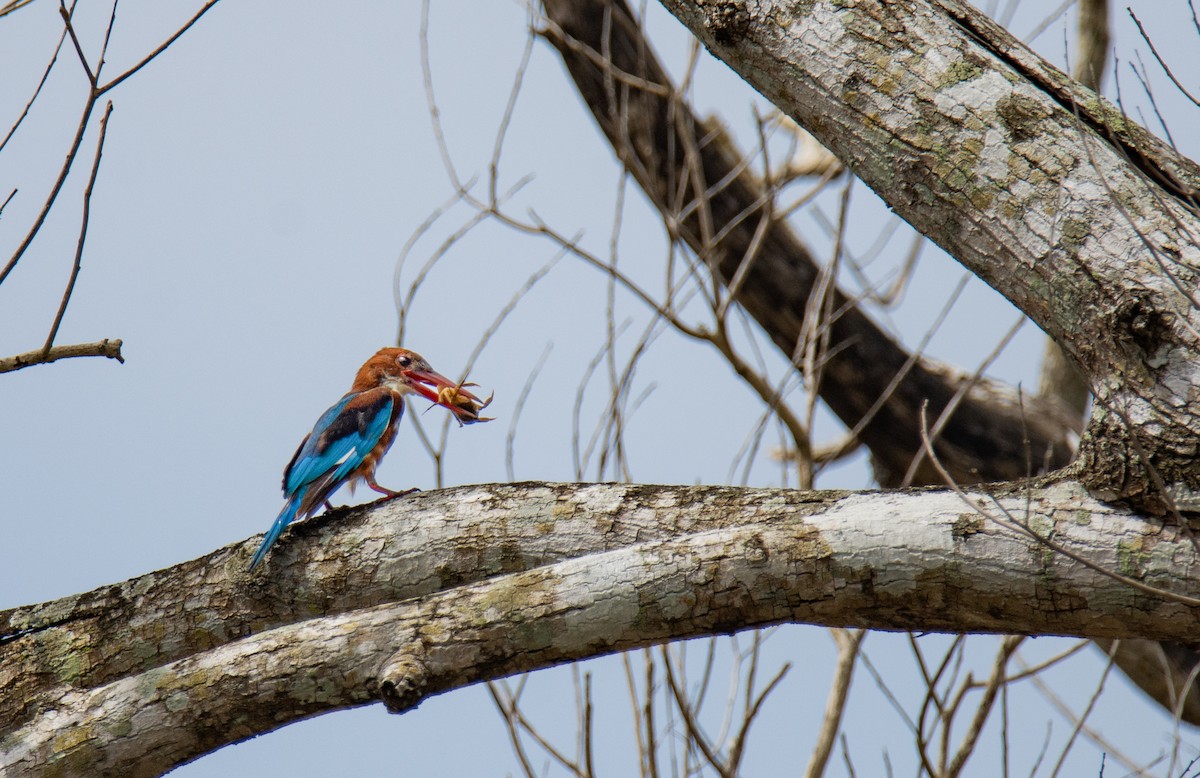 White-throated Kingfisher - ML622477583