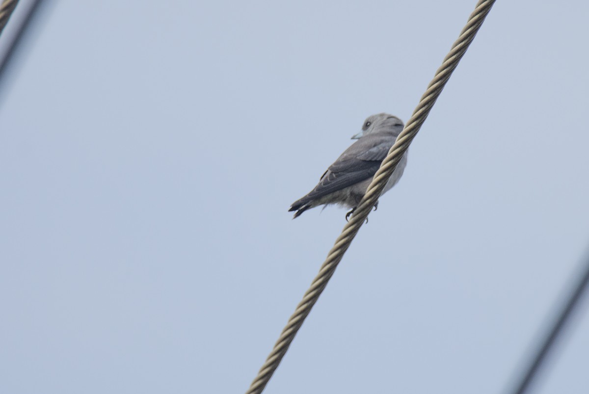 Ashy Woodswallow - ML622477606