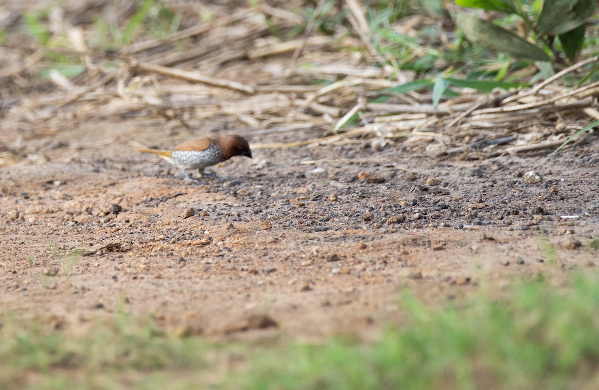 Scaly-breasted Munia - ML622477699