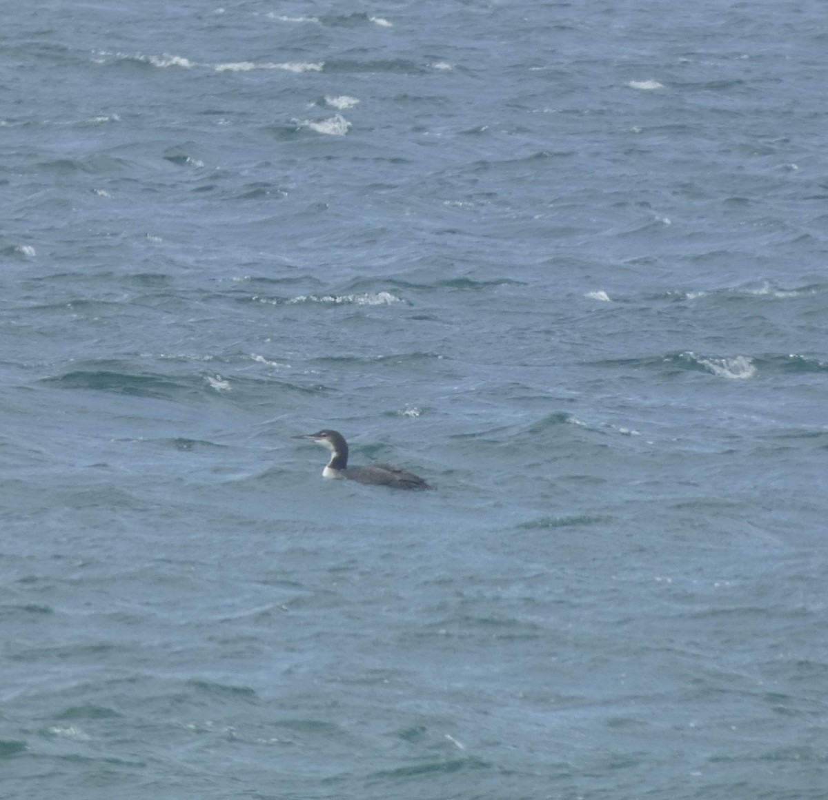 Common Loon - ML622477709