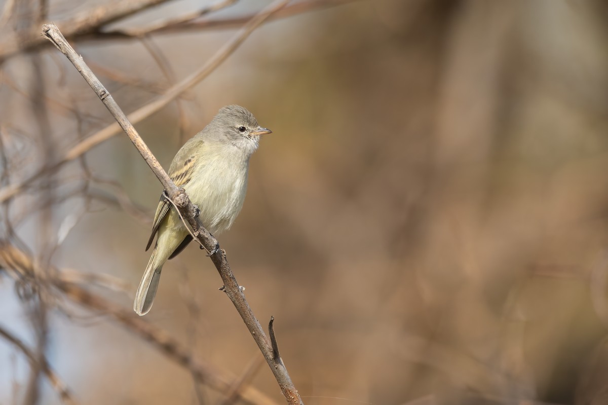 Southern Beardless-Tyrannulet - ML622477829