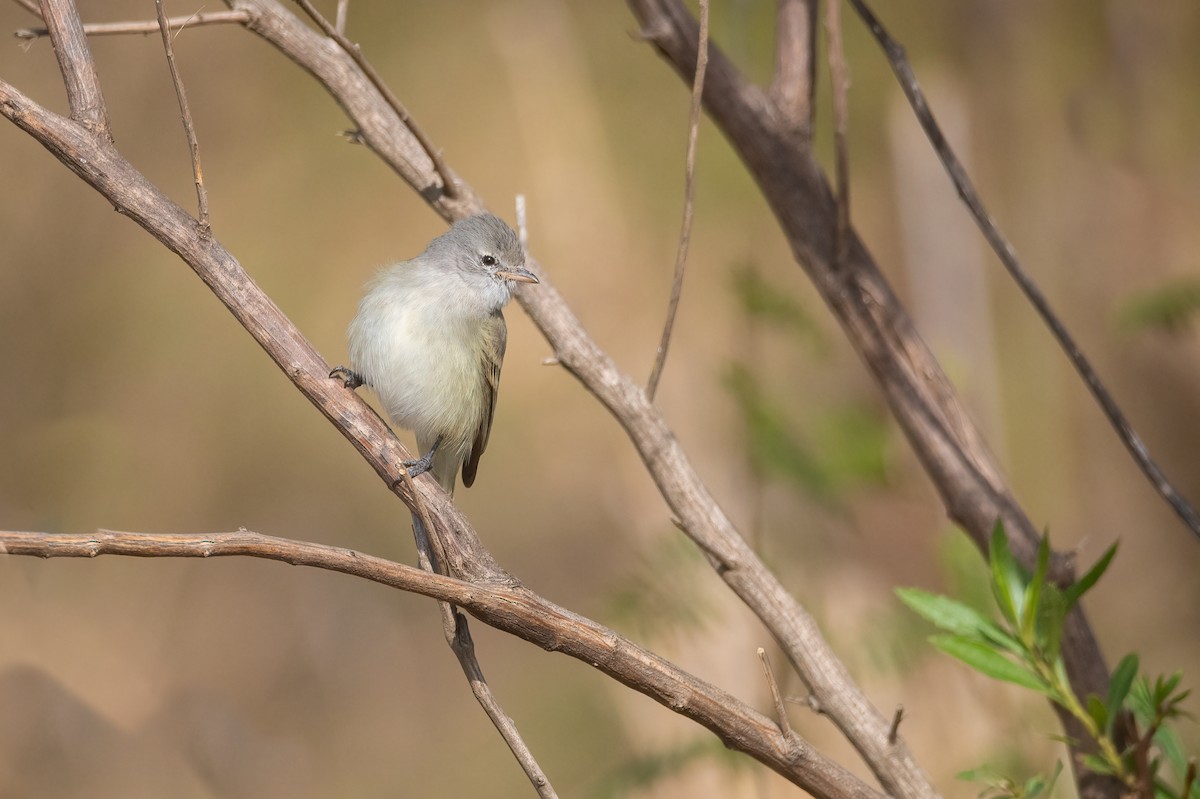 Southern Beardless-Tyrannulet - Pablo Re