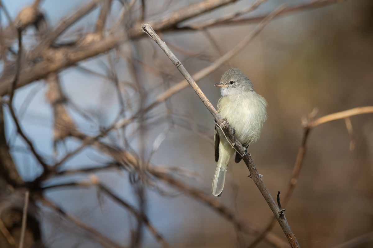 Southern Beardless-Tyrannulet - ML622477833