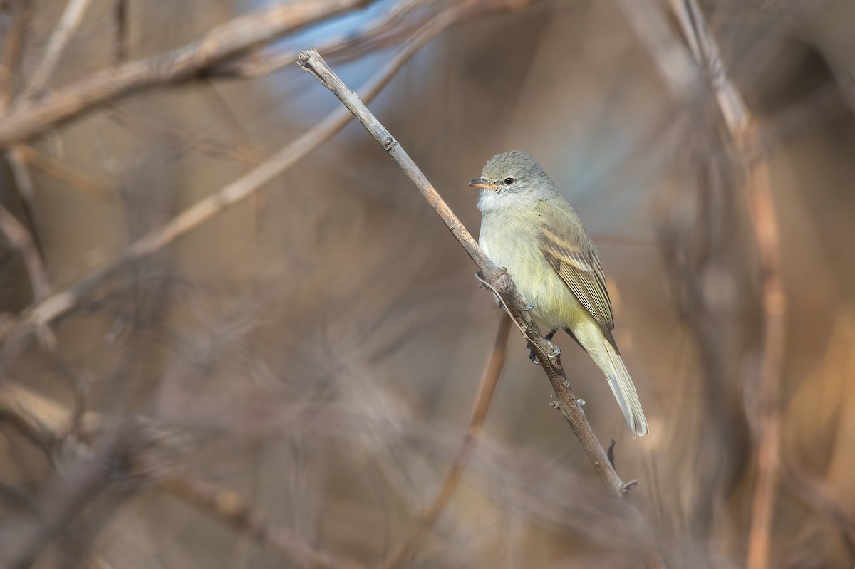 Southern Beardless-Tyrannulet - ML622477834