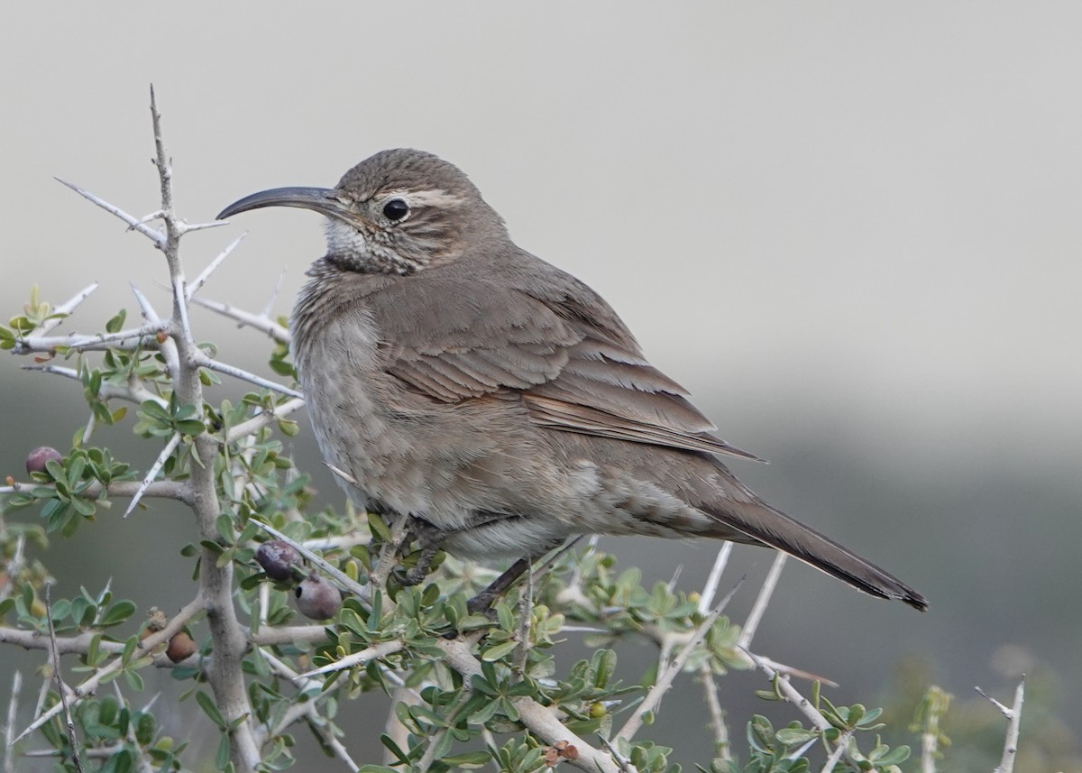 Scale-throated Earthcreeper - ML622477876