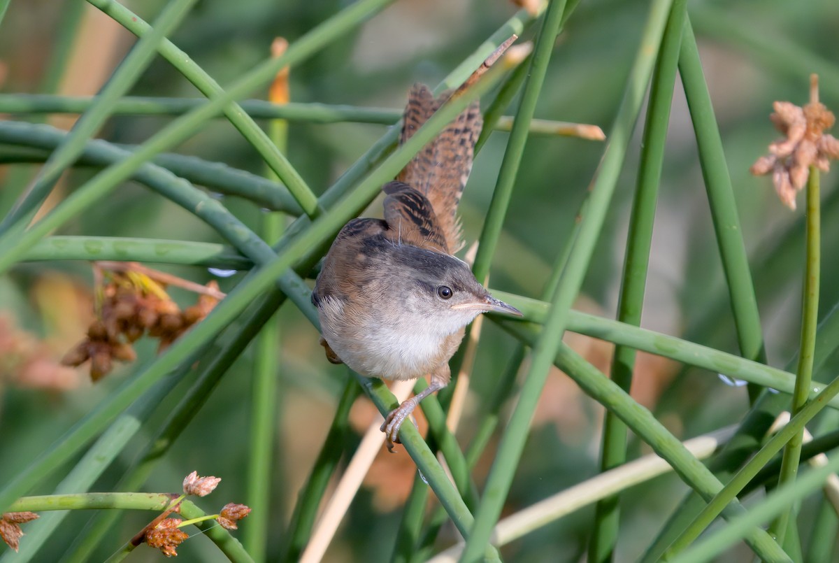 Marsh Wren - ML622477963