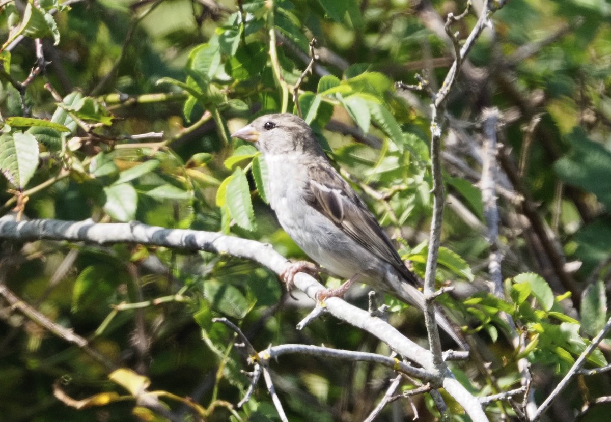 Moineau domestique - ML622478001