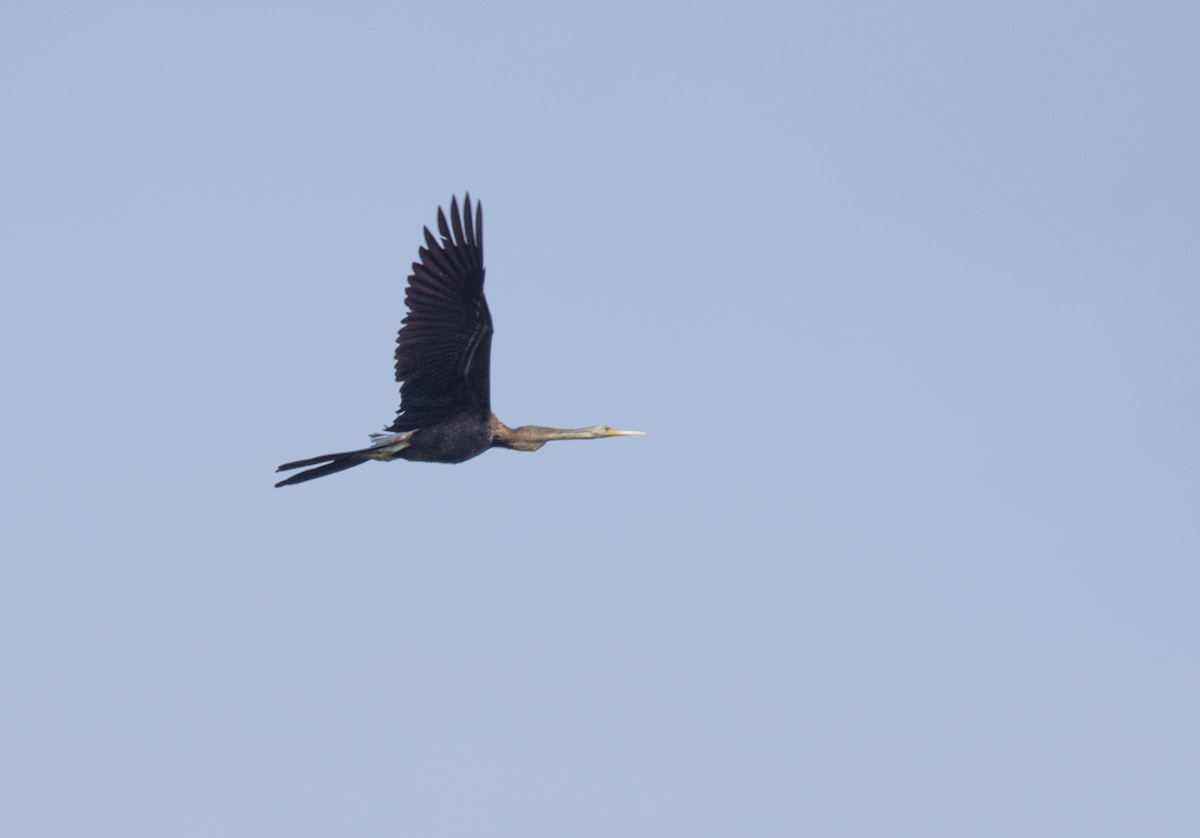 Oriental Darter - ML622478009