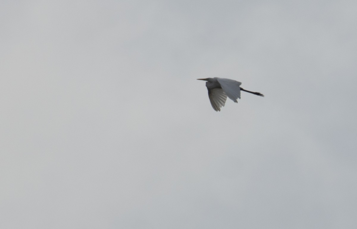 Great Egret - ML622478038