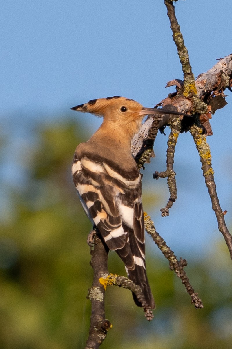 Eurasian Hoopoe - ML622478039