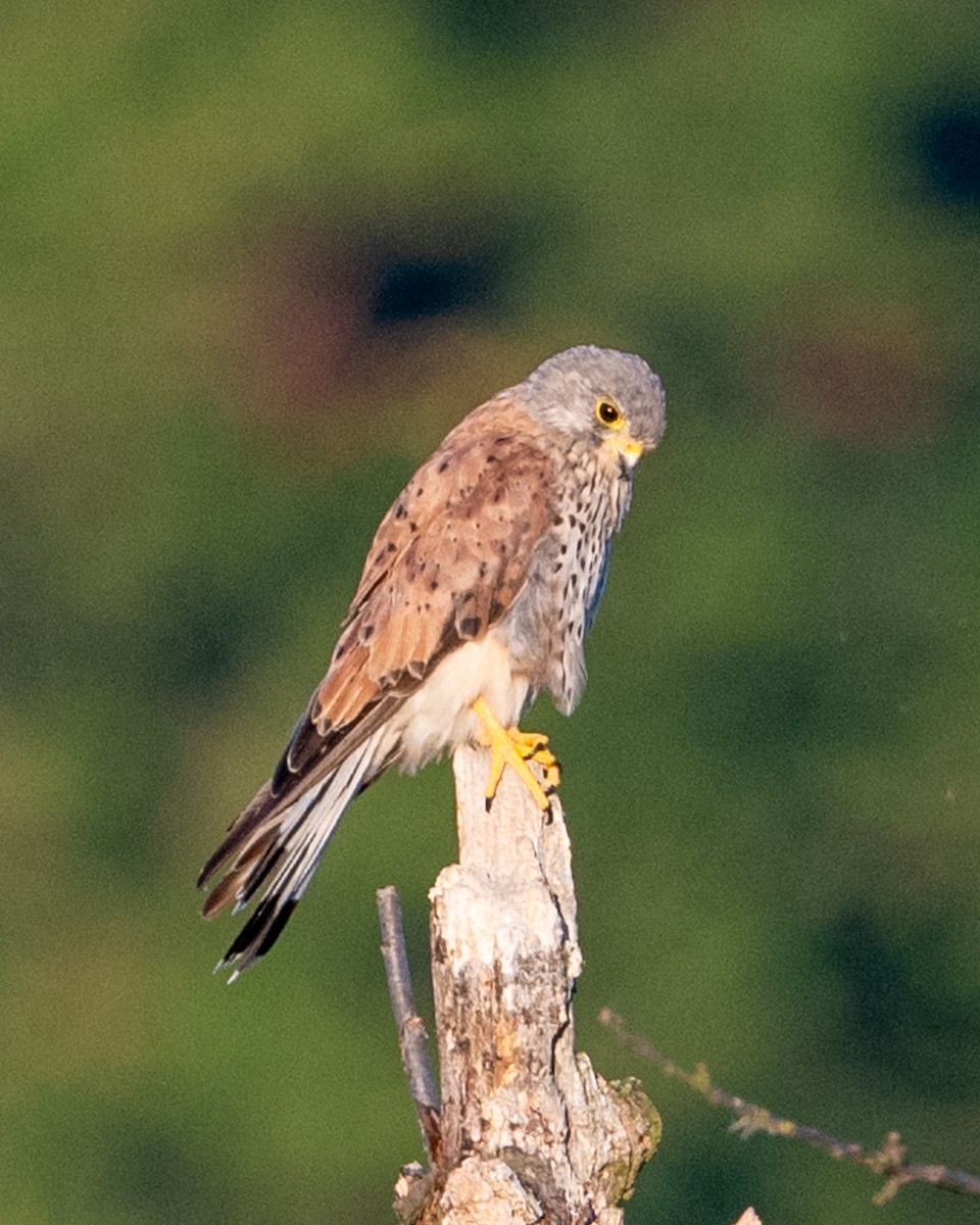 Eurasian Kestrel - ML622478043