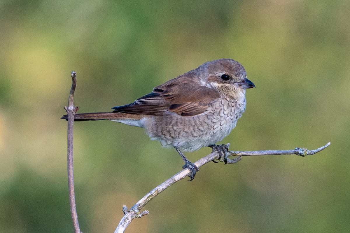 Red-backed Shrike - ML622478048