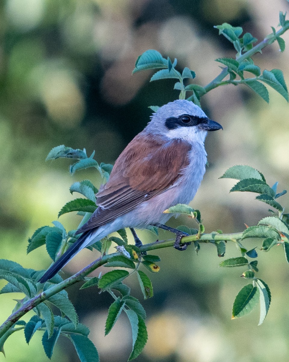 Red-backed Shrike - ML622478049