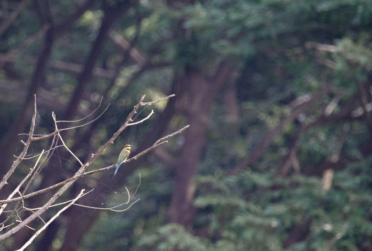 Blue-tailed Bee-eater - ML622478052