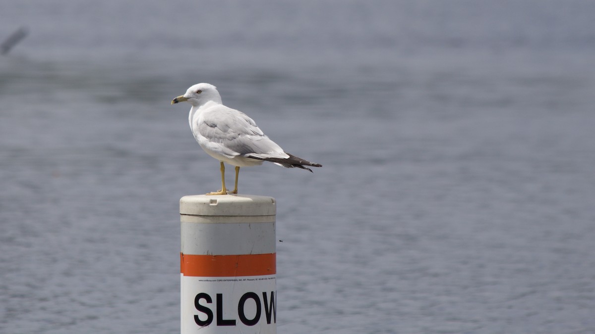 Ring-billed Gull - ML622478069