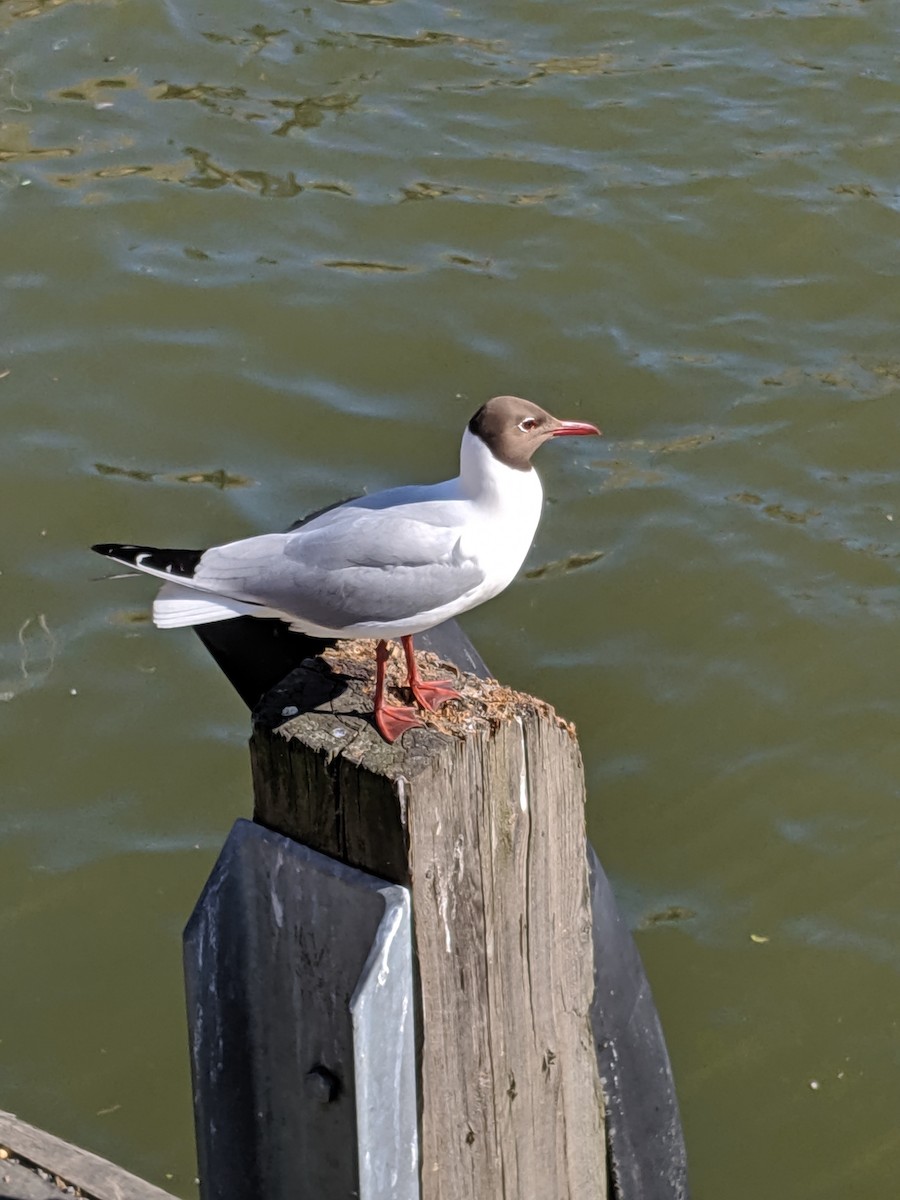 Black-headed Gull - Amy Prouty