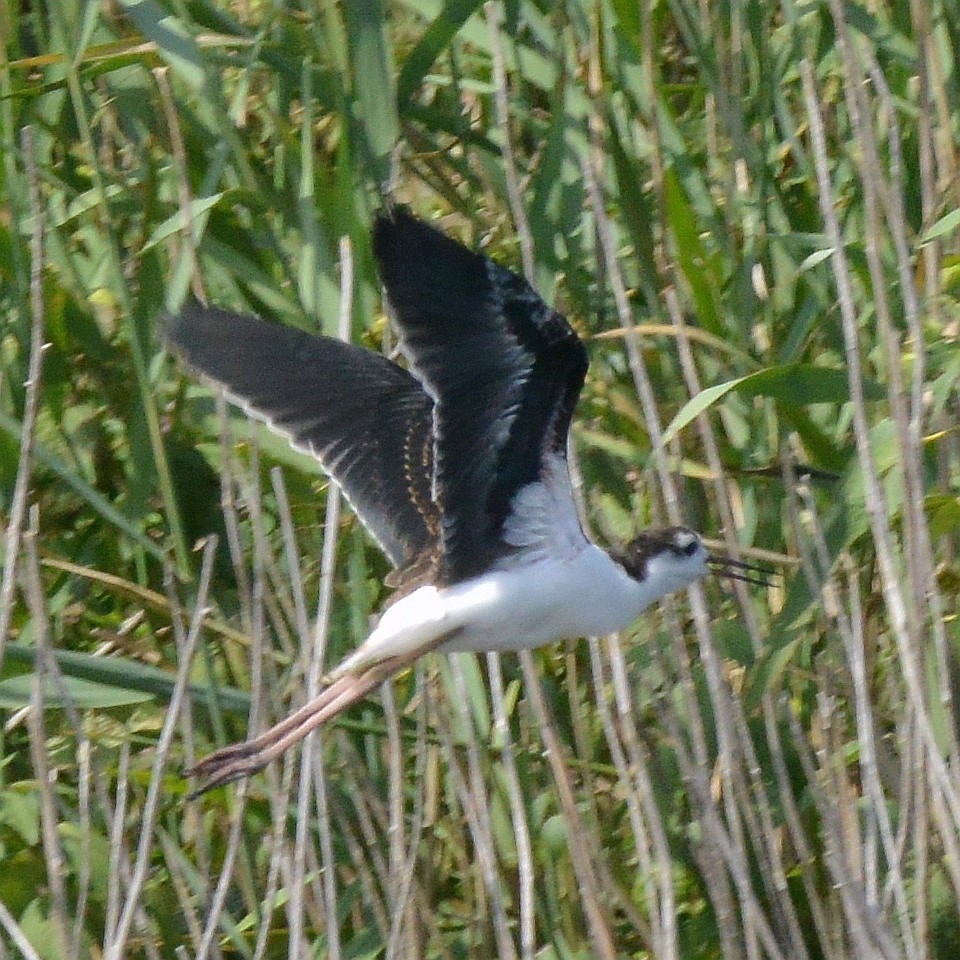 EBird Checklist 13 Aug 2024 Edwin B Forsythe NWR Formerly Brig