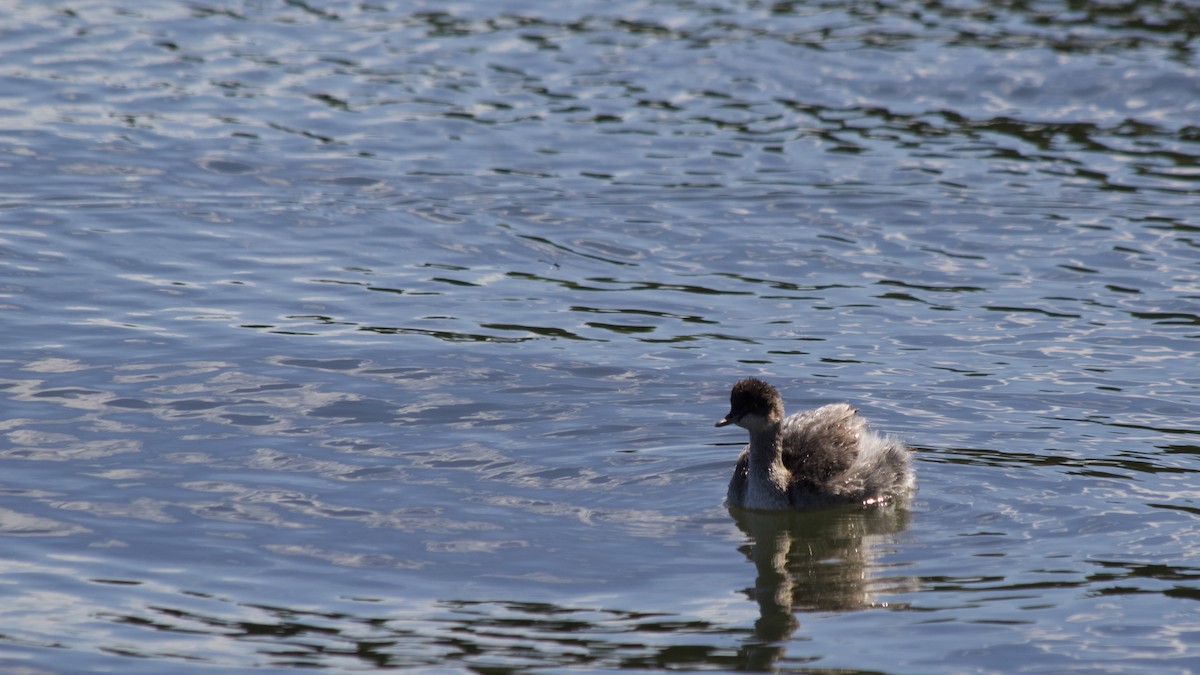 Eared Grebe - ML622478402