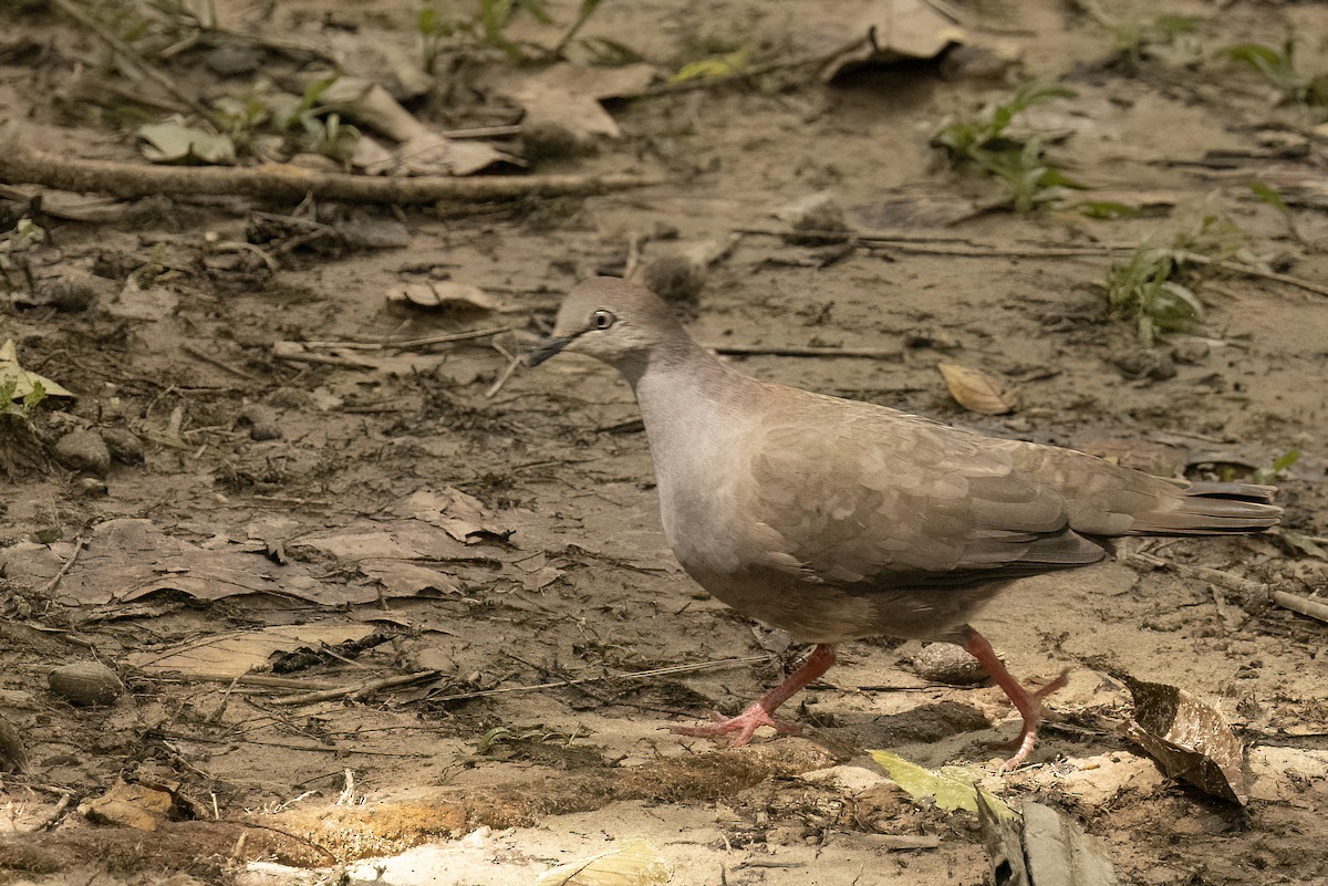 Gray-chested Dove - ML622478472