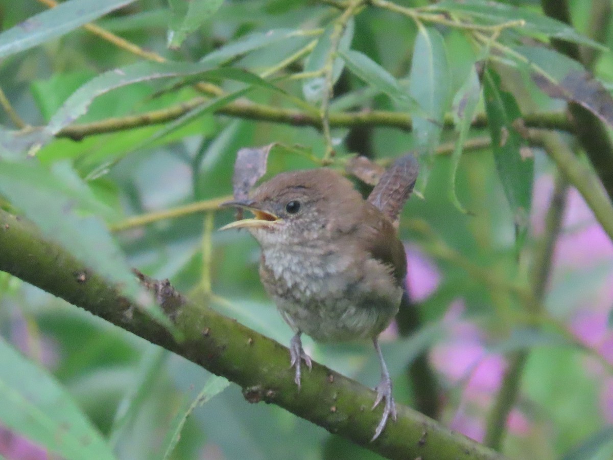 House Wren - allison orsi