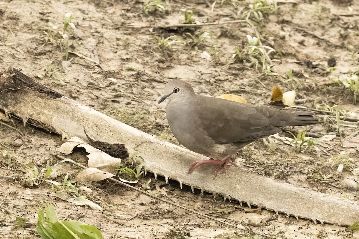 Gray-chested Dove - ML622478480