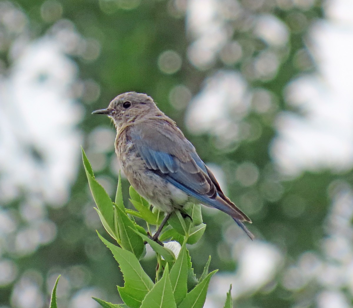 Mountain Bluebird - ML622478524