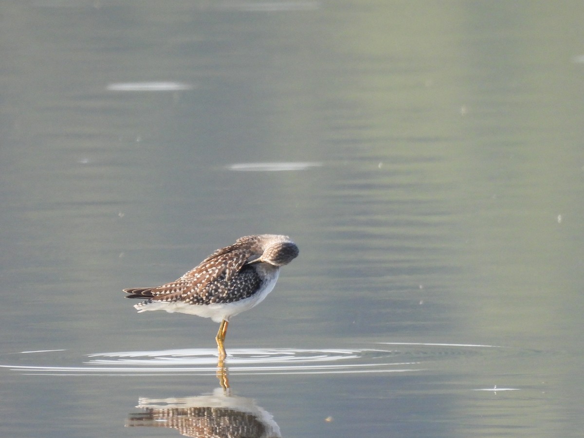 Greater Yellowlegs - ML622478534