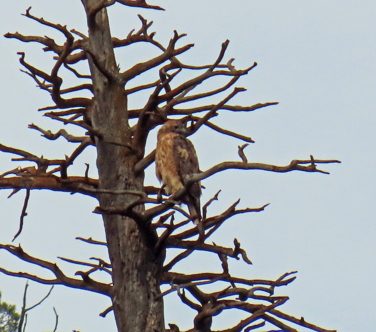 Red-tailed Hawk - ML622478536