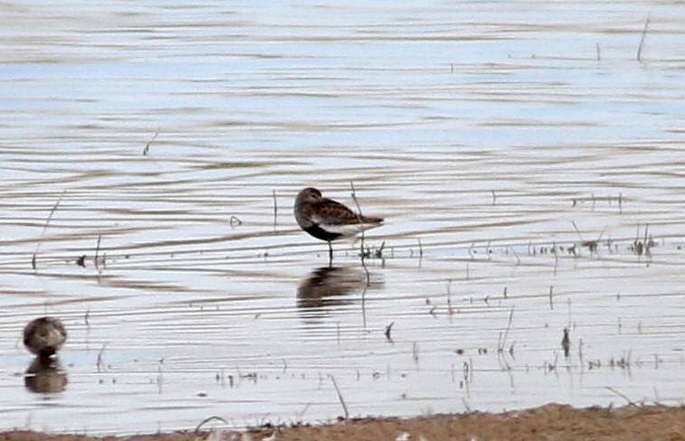 Dunlin - ML622478619