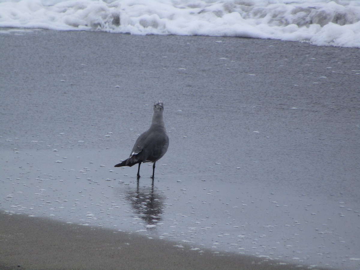 Heermann's Gull - ML622478621