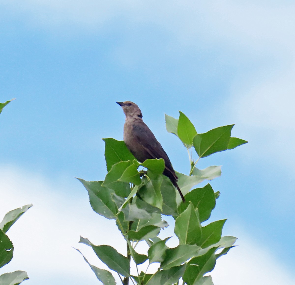 Brewer's Blackbird - ML622478622