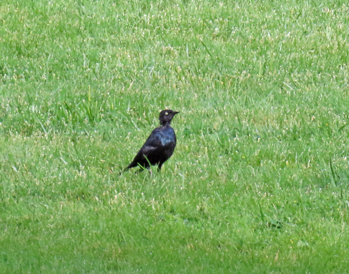 Brewer's Blackbird - ML622478623